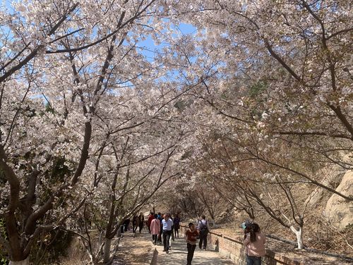 邹平樱花山风景区门票-邹平樱花山风景区门票多少钱啊