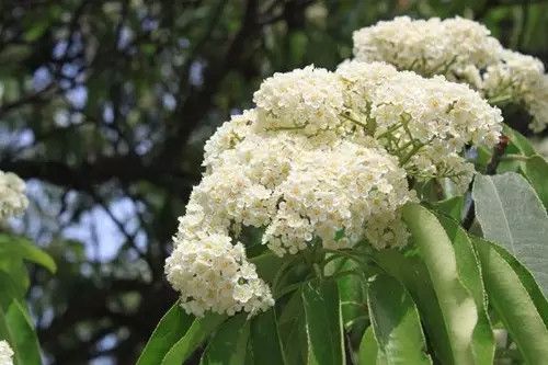 栗子花_栗子花和石楠花味道一样吗